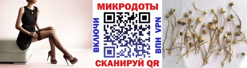 Галлюциногенные грибы Psilocybine cubensis  Свирск 